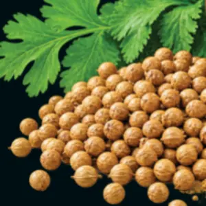 Coriander