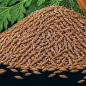 Cumin